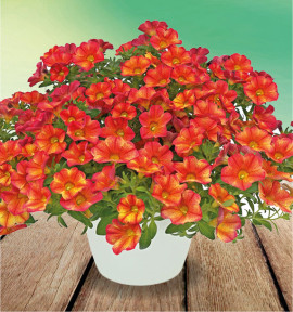 CALIBRACHOA UNO BAKARI