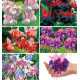 COLIBRIANT 6 FUCHSIAS : 1 JOUR DE MARIAGE + 1 ROYAL MOZAIC + 1 MOODY BLUES + 1 MILLENIUM + 1 BICENTENNIAL + 1 DARK EYES