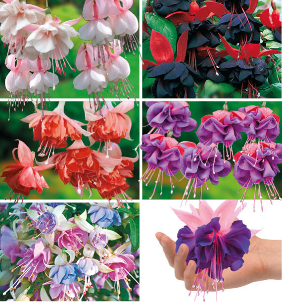 COLIBRIANT 6 FUCHSIAS : 1 JOUR DE MARIAGE + 1 ROYAL MOZAIC + 1 MOODY BLUES + 1 MILLENIUM + 1 BICENTENNIAL + 1 DARK EYES