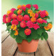 LANTANA PLAYA SUN JUANA®