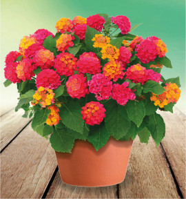 LANTANA PLAYA SUN JUANA®