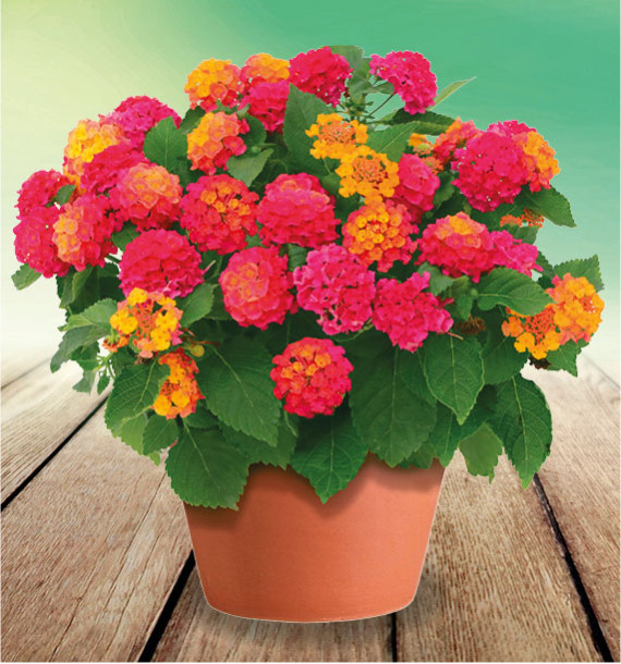 LANTANA PLAYA SUN JUANA®