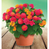 LANTANA PLAYA SUN JUANA®