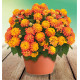 LANTANA SUN JUANA® ORANGE