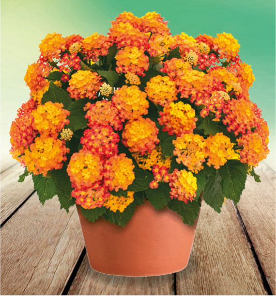 LANTANA SUN JUANA® ORANGE