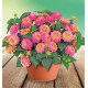 LANTANA SUN JUANA® PINK