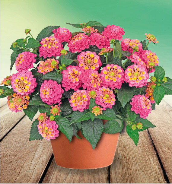 LANTANA SUN JUANA® PINK