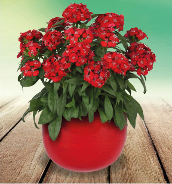 ŒILLET DART® SCARLET