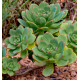 ECHEVERIA HAWORTHII
