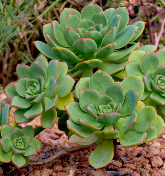 ECHEVERIA HAWORTHII