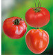 COLIBRIANT 9 TOMATES A PLANTER : 3 MAESTRIA + 3 RUSSE ROUGE + 3 COEUR DE BOEUF