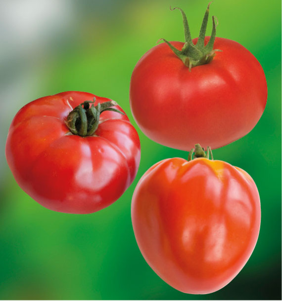 COLIBRIANT 9 TOMATES A PLANTER : 3 MAESTRIA + 3 RUSSE ROUGE + 3 COEUR DE BOEUF