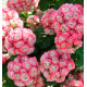 GERANIUM ZONALE APPLEBLOSSOM