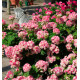 GERANIUM ZONALE APPLEBLOSSOM
