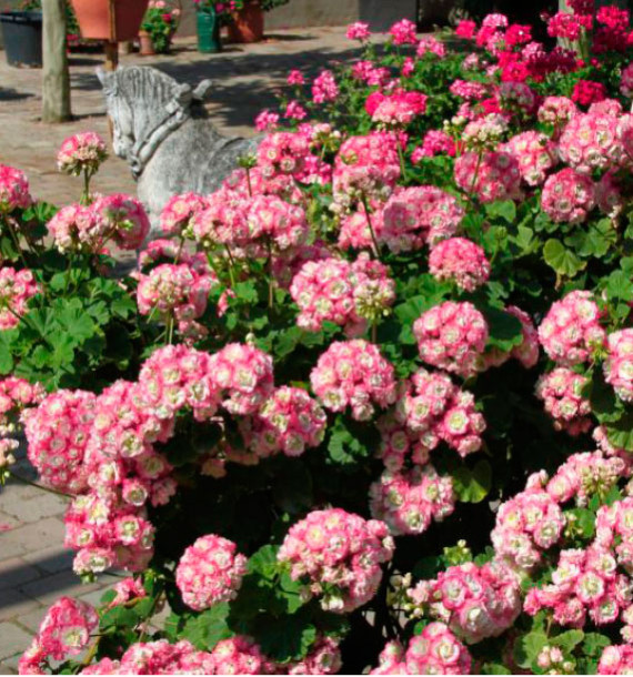 GERANIUM ZONALE APPLEBLOSSOM