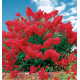 LILAS DES INDES DYNAMITE