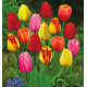 COLIBRIANT 50 TULIPES DARWIN : 10 GOLDEN APELDOORN + 10 BANJA LUKA + 10 APELDOORN + 10 VAN EIJK + 10 WORLD'S FAVOURITE