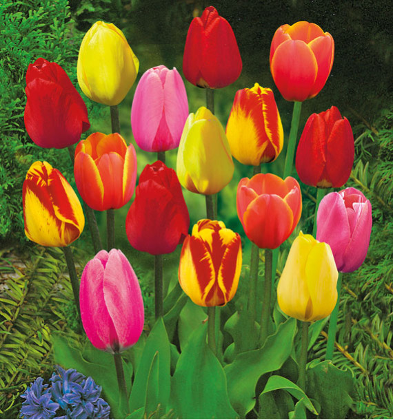 COLIBRIANT 50 TULIPES DARWIN : 10 GOLDEN APELDOORN + 10 BANJA LUKA + 10 APELDOORN + 10 VAN EIJK + 10 WORLD'S FAVOURITE