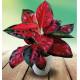 AGLAONEMA RED BEAUTY