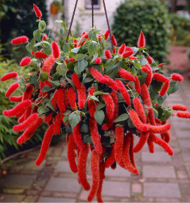ACALYPHA HISPIDA QUEUE DE CHAT
