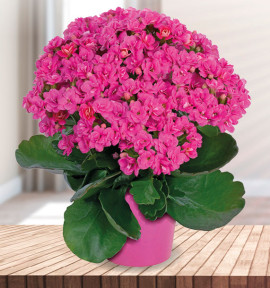KALANCHOE BLOSSFELDIANA ROSE