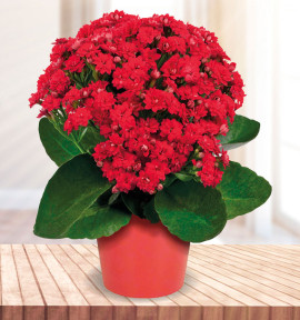 KALANCHOE BLOSSFELDIANA ROUGE