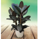 FICUS ELASTICA DARK BURGUNDY