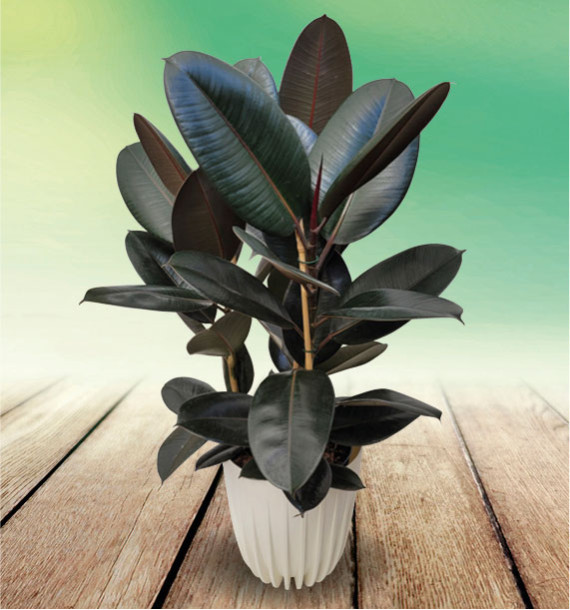 FICUS ELASTICA DARK BURGUNDY