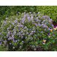 THYM CITRON A PLANTER