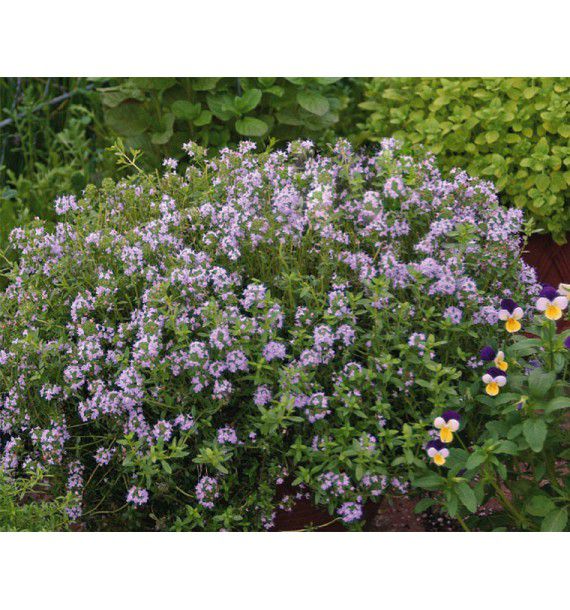 THYM CITRON A PLANTER
