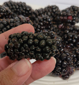 MURE HALL'S BEAUTY&reg; 