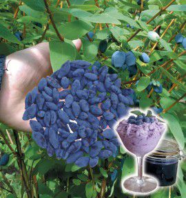 COLIBRIANT 2 HASKAPS A GROS FRUITS : 1 PRIRIKA&reg; n&deg;88102 + 1 HOKA&reg; n&deg;2189