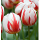 TULIPE TRIOMPHE CARNAVAL DE RIO