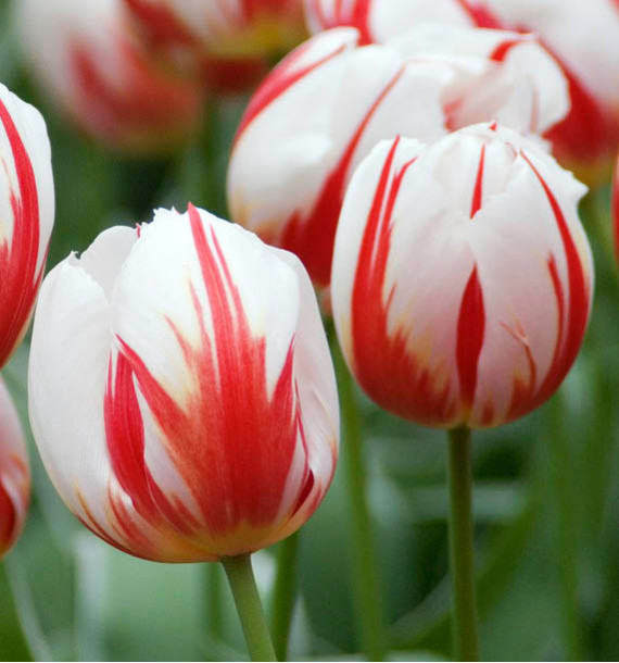 TULIPE TRIOMPHE CARNAVAL DE RIO