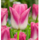 TULIPE TRIOMPHE ROYAL TEN