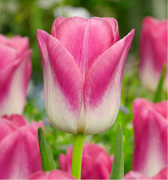 TULIPE TRIOMPHE ROYAL TEN