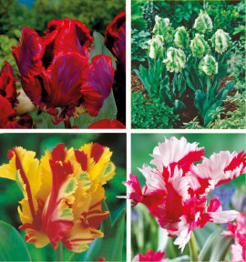 COLIBRIANT 20 TULIPES PERROQUET : 5 ROCOCO + 5 SUPER PARROT + 5 FLAMING PARROT + 5 E. RIJNVELD