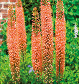 QUENOUILLE DE CLEOPATRE ORANGE