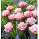 TULIPE FRANGEE QUEENSLAND