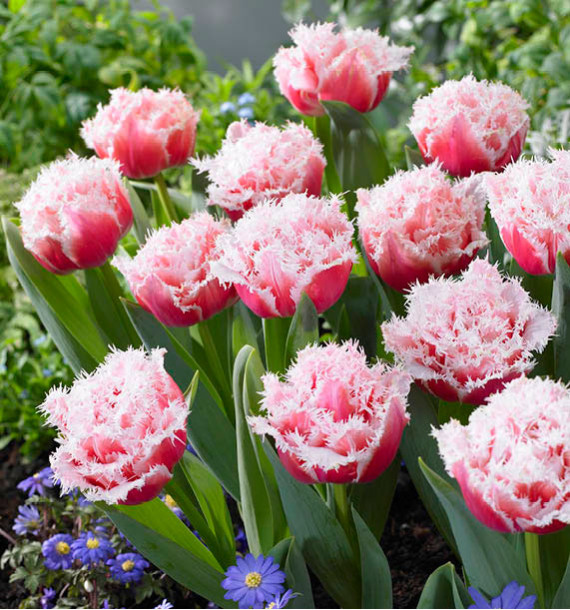 TULIPE FRANGEE QUEENSLAND