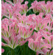 TULIPE VIRIDIFLORA VIRICHIC