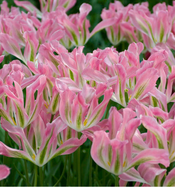 TULIPE VIRIDIFLORA VIRICHIC