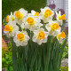 NARCISSE ORANGE SUNSET