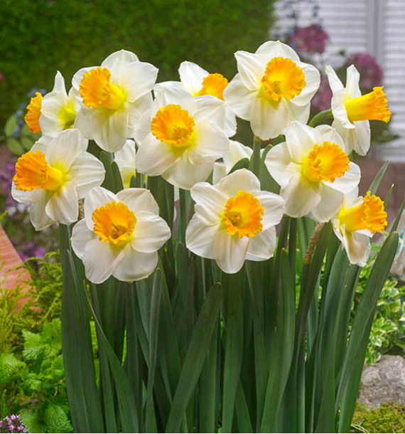 NARCISSE ORANGE SUNSET
