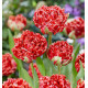 TULIPE FRANGEE QATAR