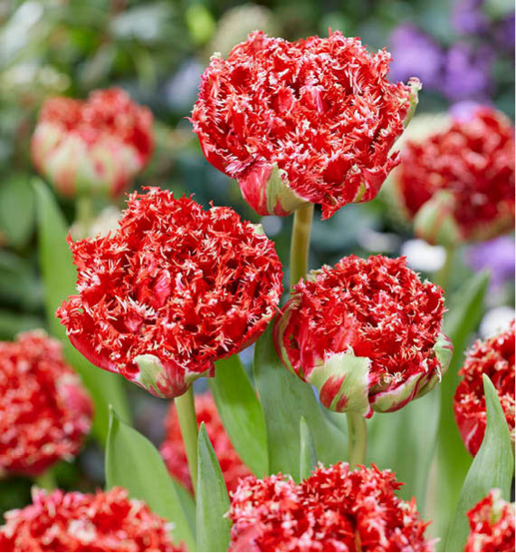TULIPE FRANGEE QATAR