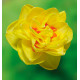 NARCISSE DOUBLE SUNNY DAY