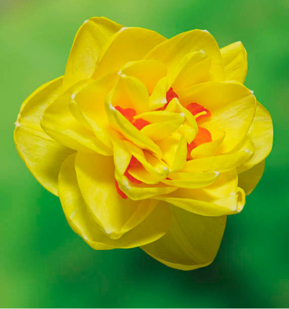 NARCISSE DOUBLE SUNNY DAY