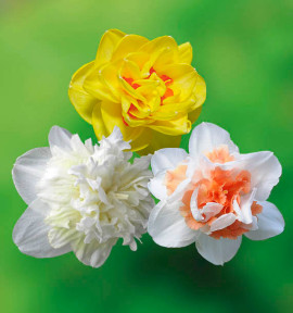 COLIBRIANT 24 NARCISSES DOUBLES : 8 ICE KING + 8 SUNNY DAY + 8 REPLETE