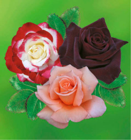 COLIBRIANT 3 ROSIERS BUISSONS : 1 DOUBLE DELIGHT + 1 BLACK BACCARA + 1 MAMIE DO